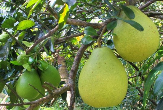 cách chọn bưởi ngon