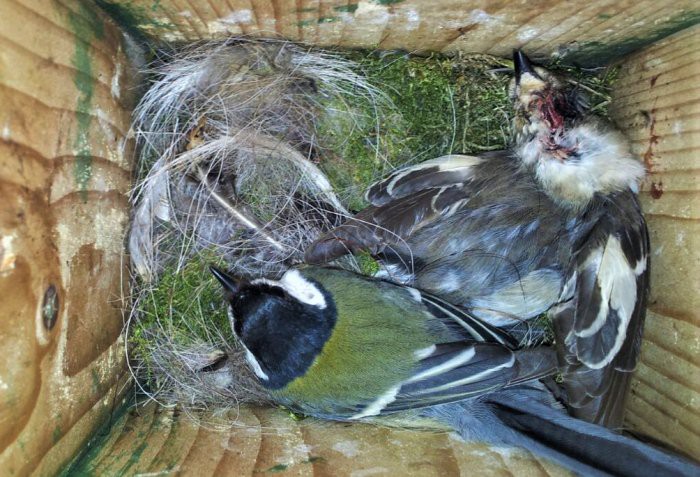 Sốc: Loài chim đáng yêu bỗng trở thành con vật khát máu chuyên giết đồng loại để ăn não - 4