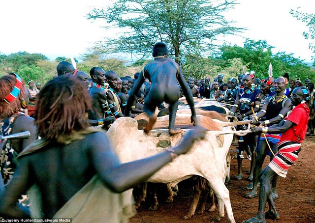 Lạ lùng bộ tộc đàn ông phải khỏa thân nhảy qua lưng bò để... lấy được vợ - phunuduongthoi.vn 4