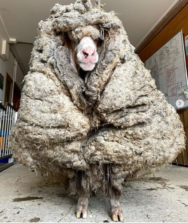 Choáng với bộ lông nặng 35 kg của chú cừu hoang dã - phunuduongthoi.vn 1